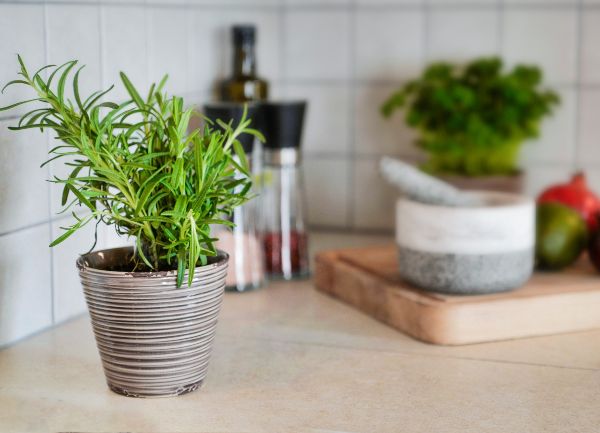 how to care for a rosemary