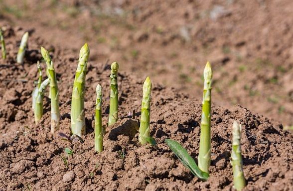 asparagus cultivation