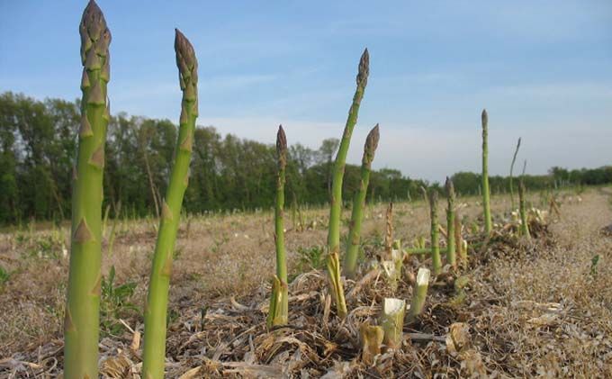 plant wild asparagus