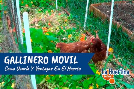 Mobile chicken coop, tractor chicken coop or chicken tractor and its advantages