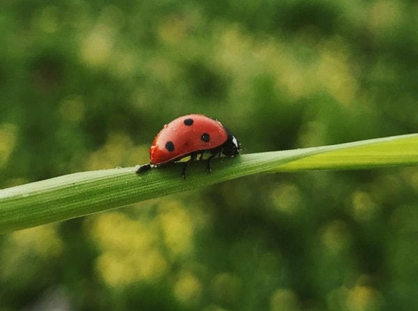 raise ladybugs