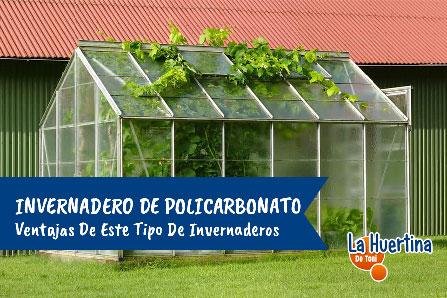 Polycarbonate greenhouse.  Advantages of this type of greenhouses