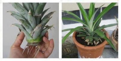 plant a seedless pineapple