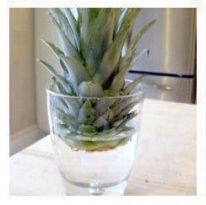 how to sprout pineapple