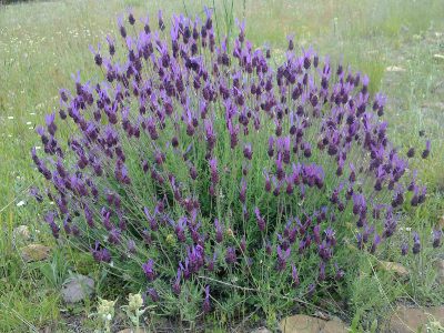 lavender plant care