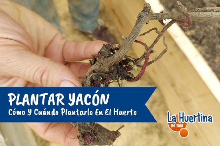 How and when to plant yacon in the garden