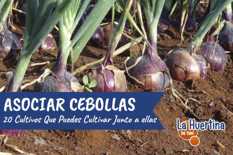 cultivos asociar cebolla