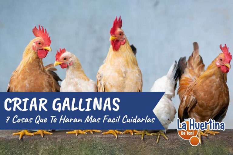 criar gallinas como hacerlo facil