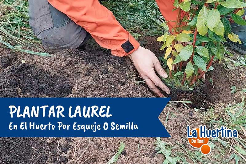laurel plant
