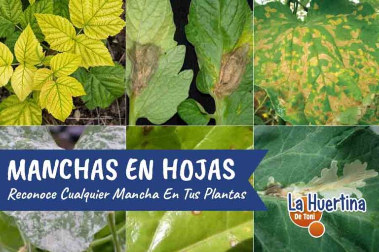 manchas en las hojas que son