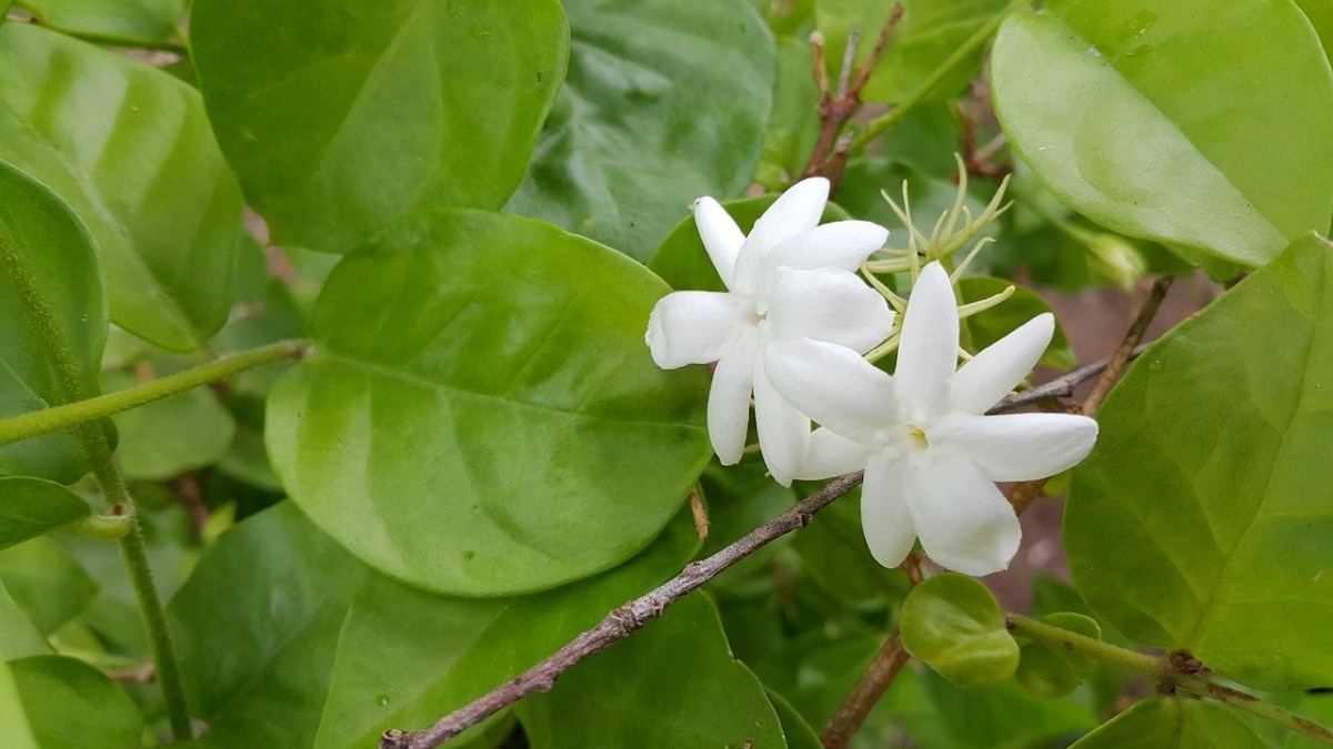 White jasmine is a perennial flowering vine