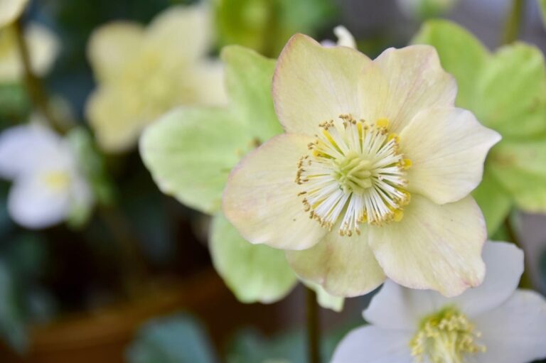 El heleboro es una flor de sombra