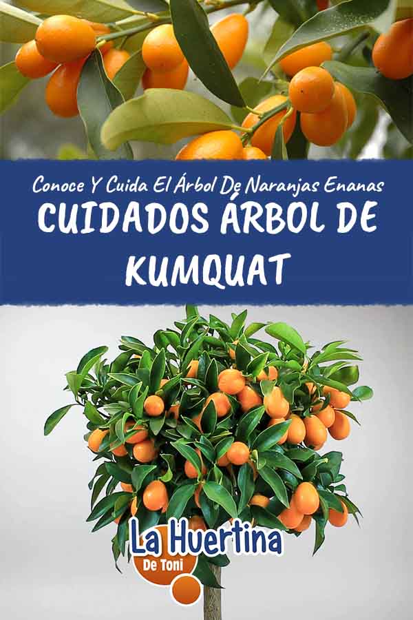 potted kumquat care