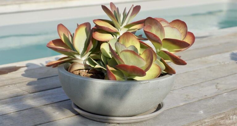 Kalanchoe thyrsiflora