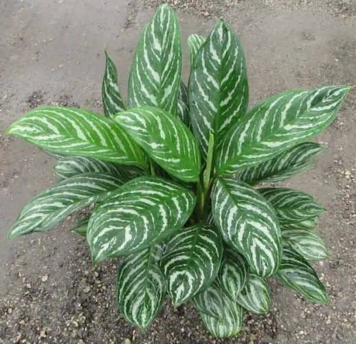 plants watered once a week agalaonema