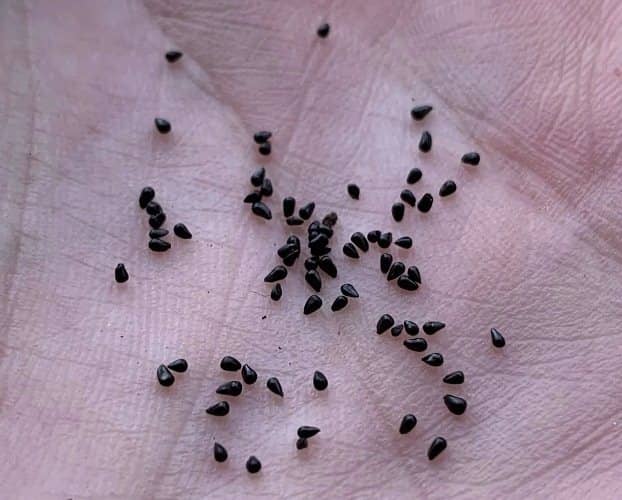 propagate venus flytrap seeds