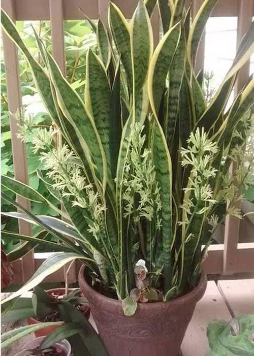 when the sansevieria blooms