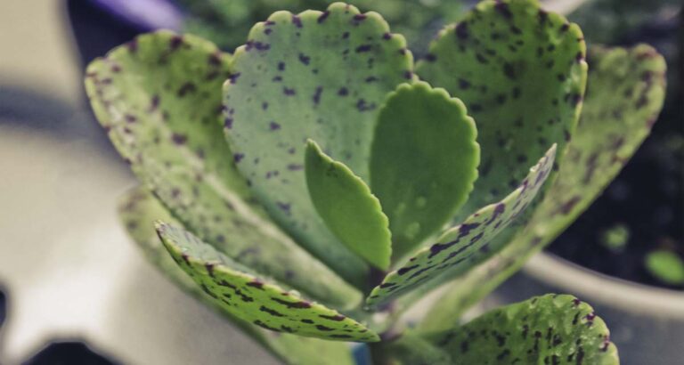Kalanchoe marmorata