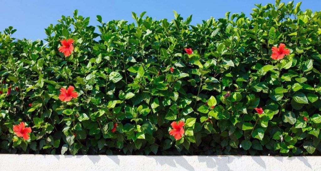 Hibiscus for swimming pools