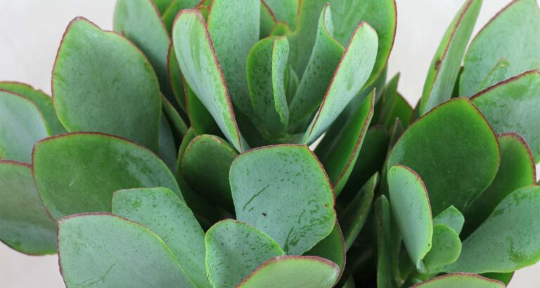 Crassula arborescens