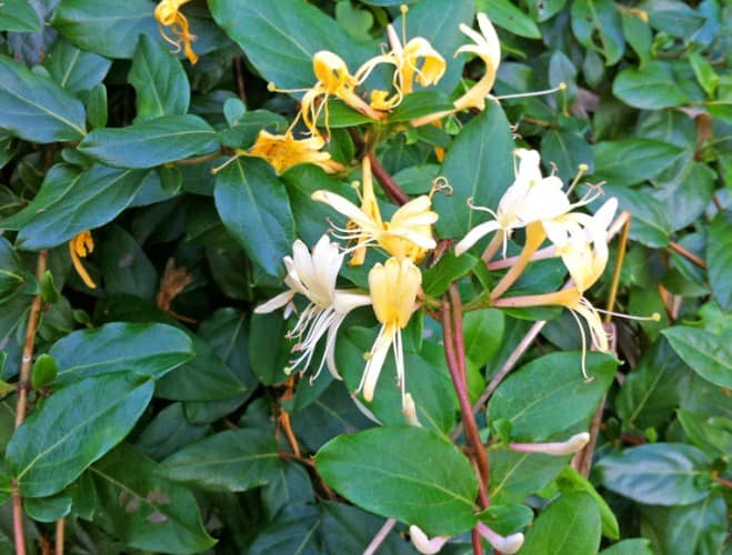 honeysuckle fragrant flowering plants