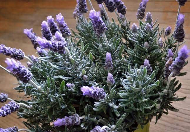 aromatic lavender flowering plants