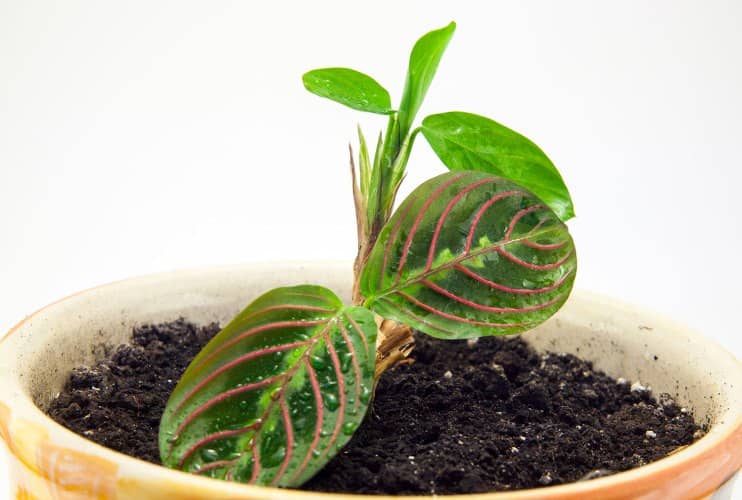 grow a prayer plant