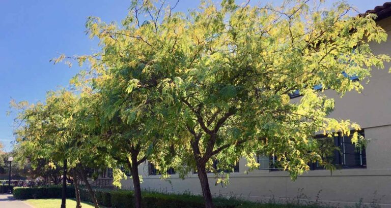 Gleditsia triacanthos