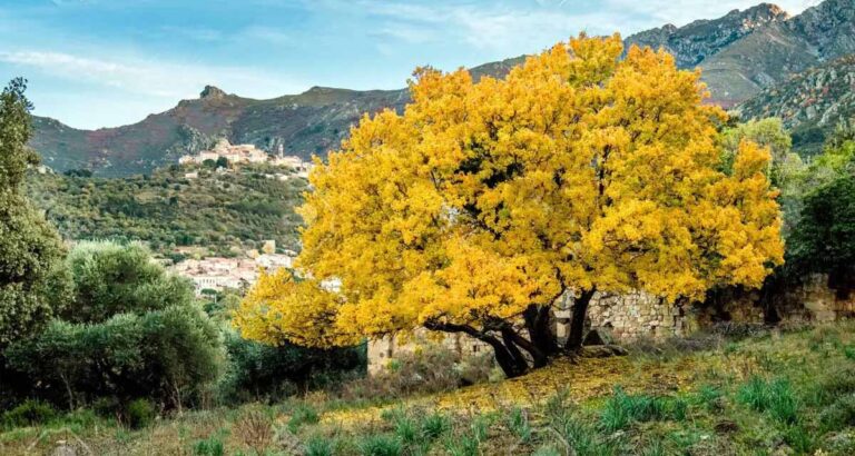 Acer monspessulanum