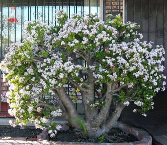 make a jade tree bloom