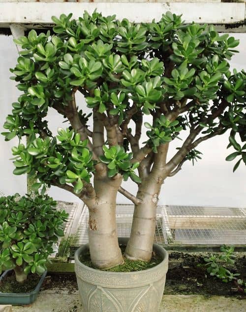 make a dormant jade tree bloom