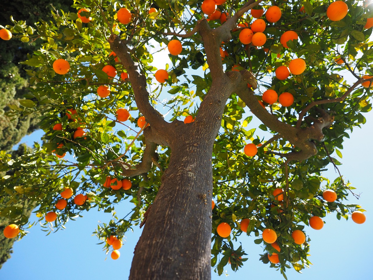 The most frequent pests in orange trees with scale insects and aphids