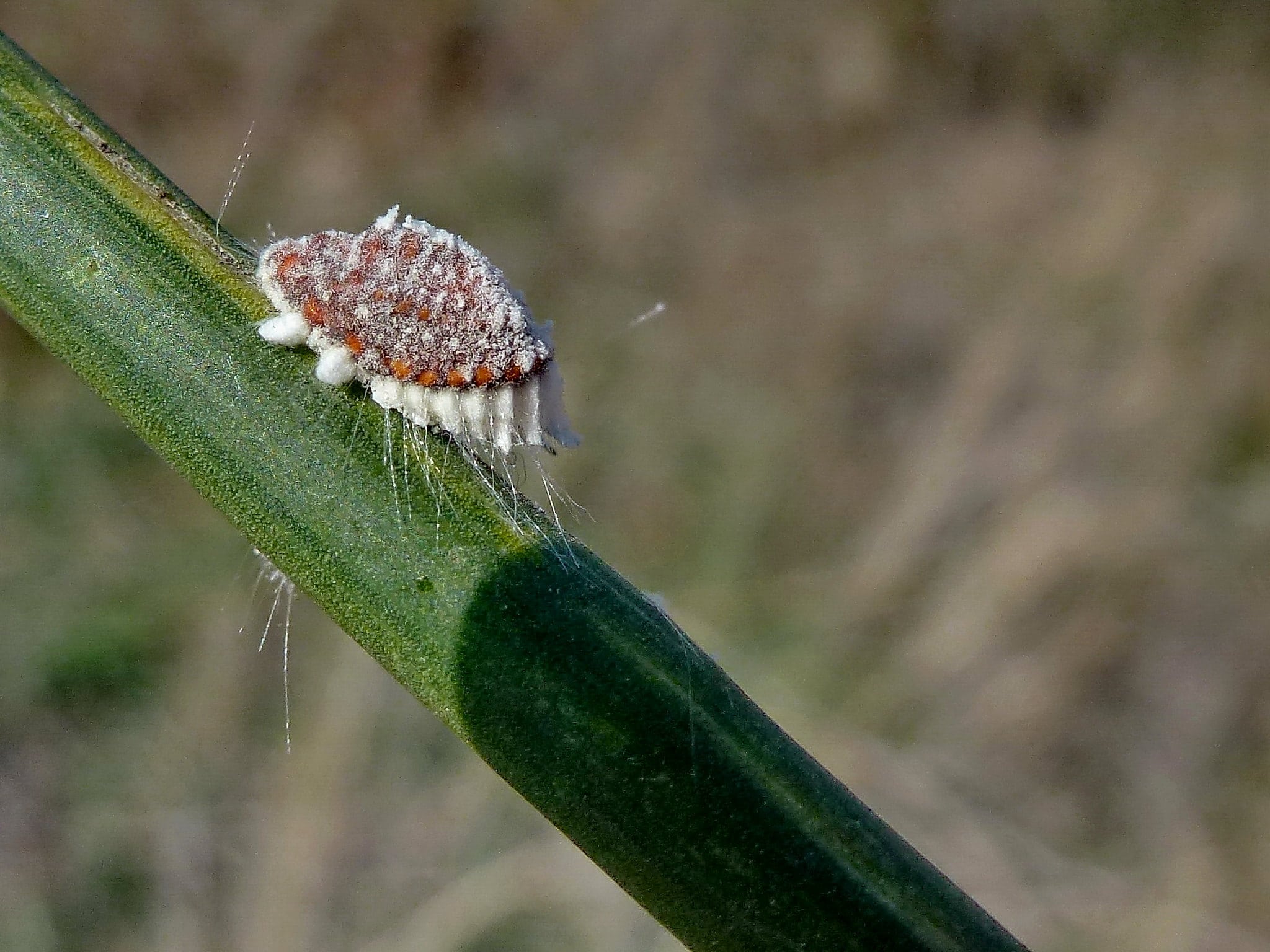 The ribbed mealybug is one of the most frequent pests of the orange tree