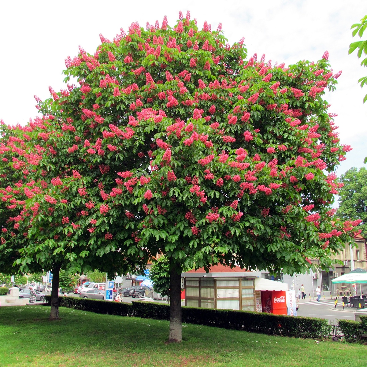 The pink-flowered chestnut tree is a shade tree