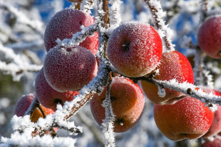 Existen algunas t&eacute;cnicas para cultivar hortalizas de invierno