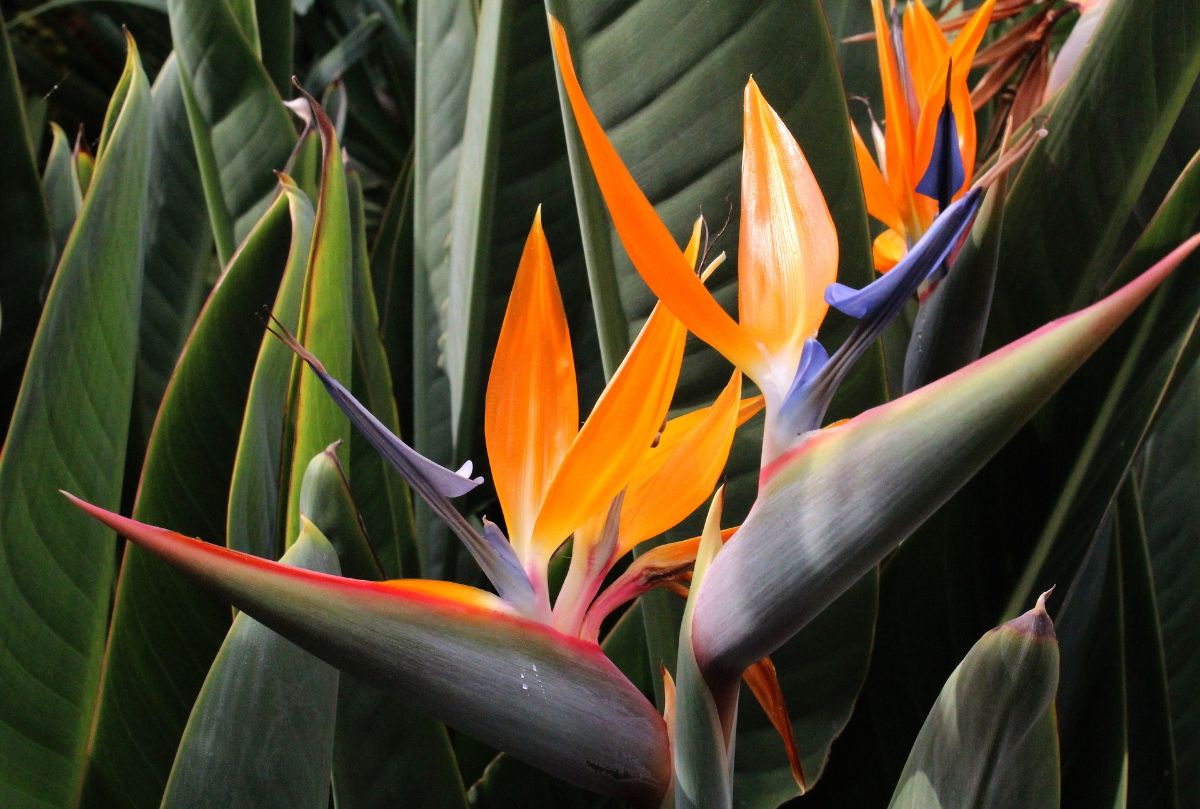 Caring for the Potted Bird of Paradise Plant