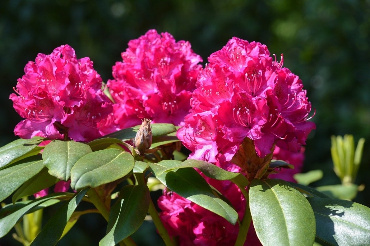 Rhododendron blooms in spring