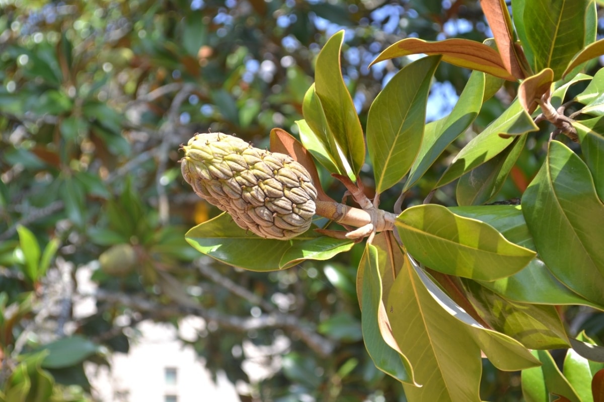 Magnolia fruit is shaped like a pineapple
