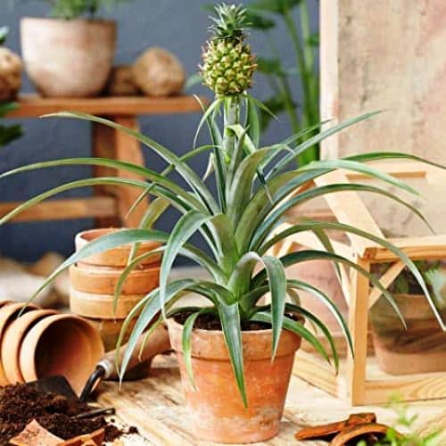grow pineapples from a neat crown