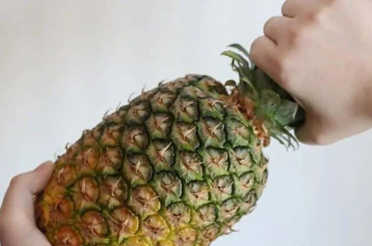 grow pineapples from a crown