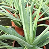 Aloe Vera Plant - Pot 13cm.  - Live Plant - (Shipping...