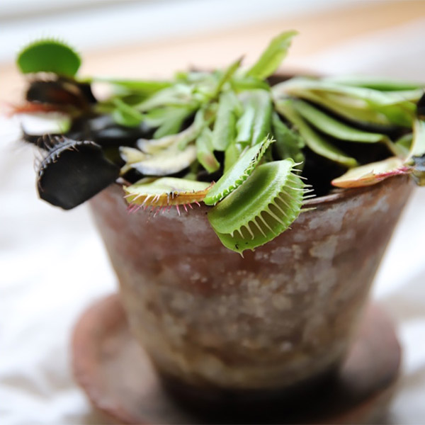 carnivorous plant gift