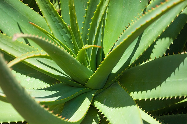 Aloe vera as a gift