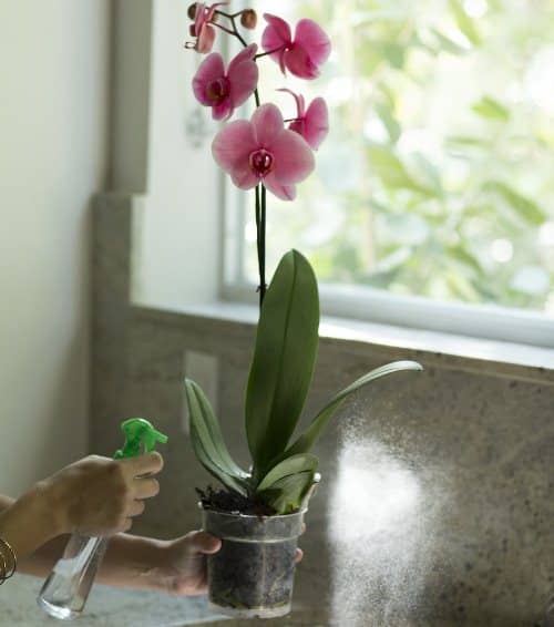 orchid bath plants