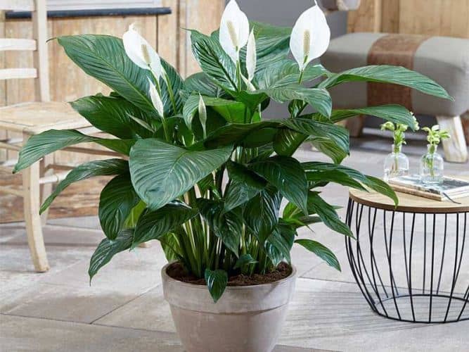plants to reduce humidity in the house