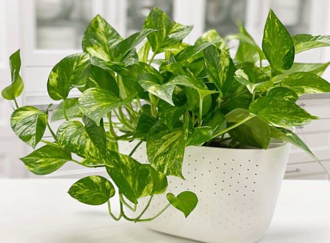 plants to reduce humidity in the house