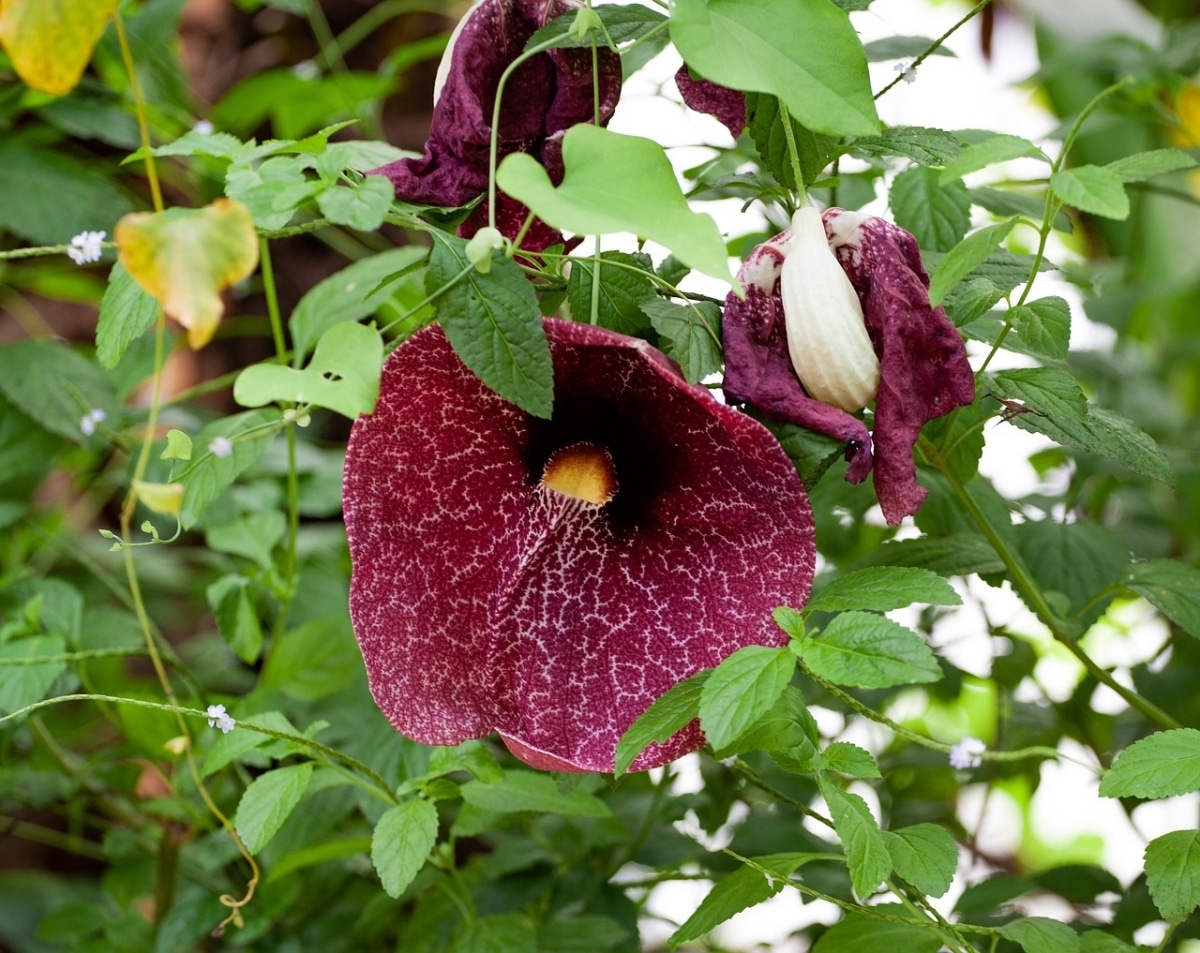 Aristolochia is an evergreen vine