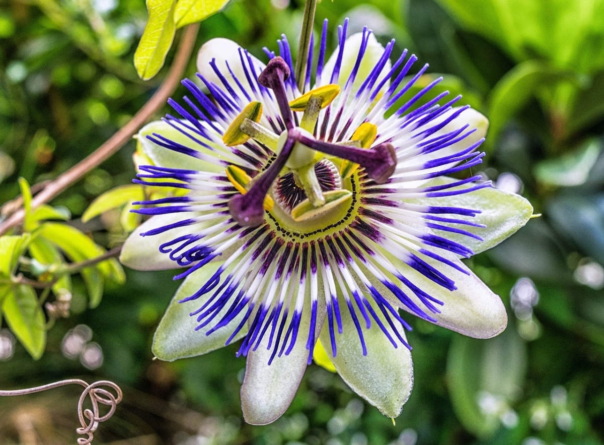 Passionflower is a flowering climber