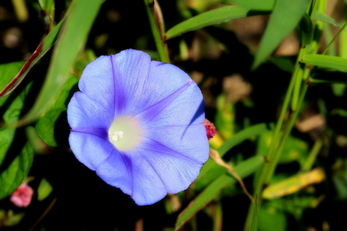 Morning glory is a flowering perennial vine