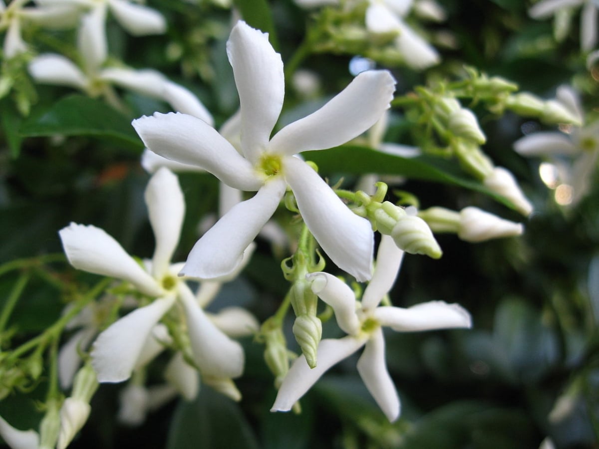 Star jasmine is frost resistant